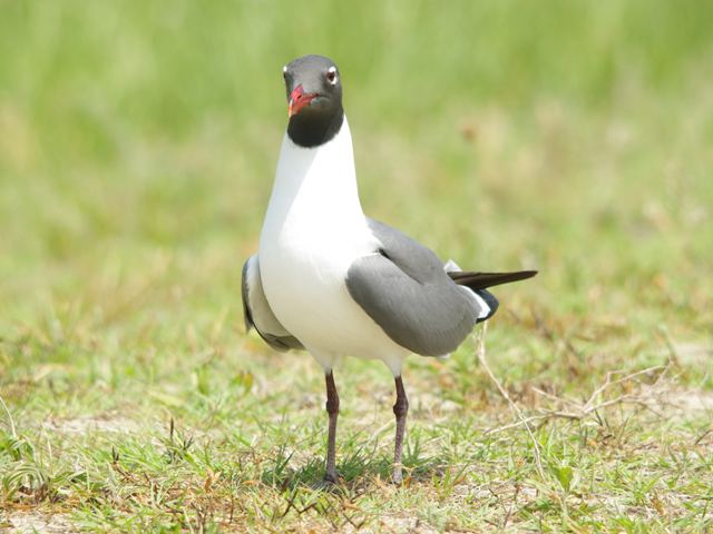 Laughing Gull